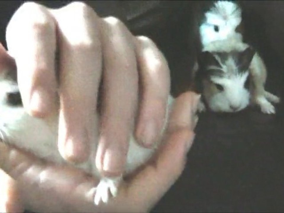 Bébés cochon d'inde