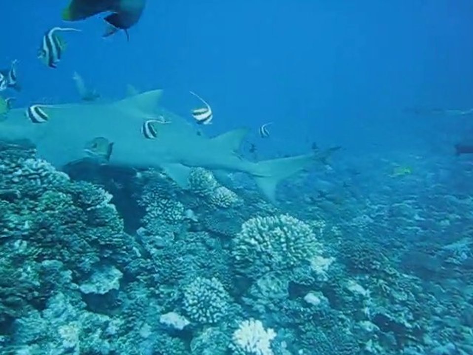 requins citrons Moorea