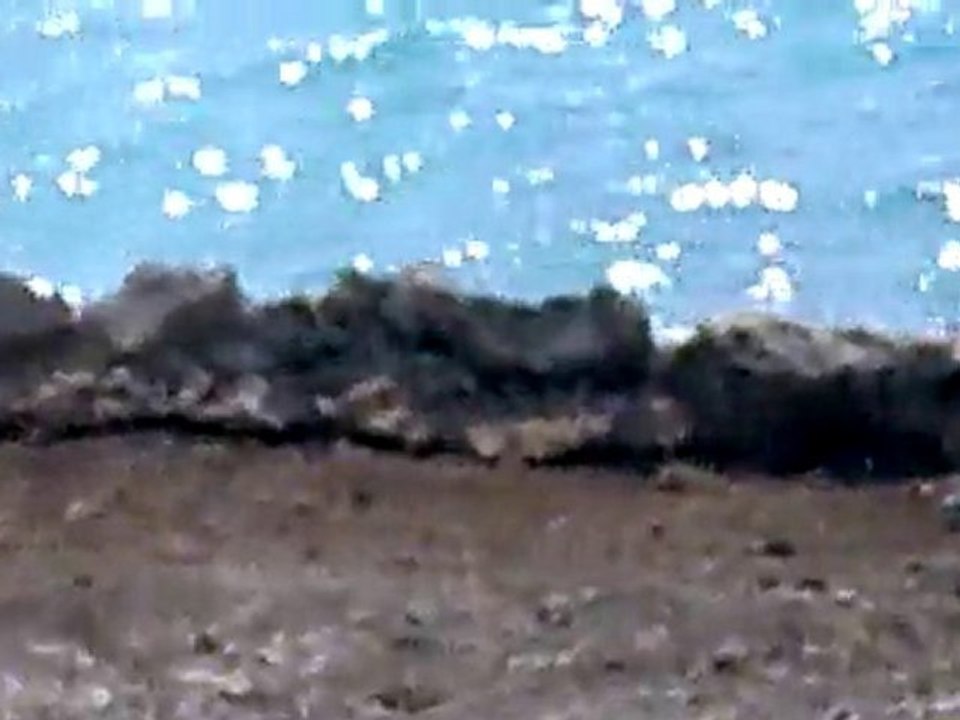 Iguana Mating in Cancun