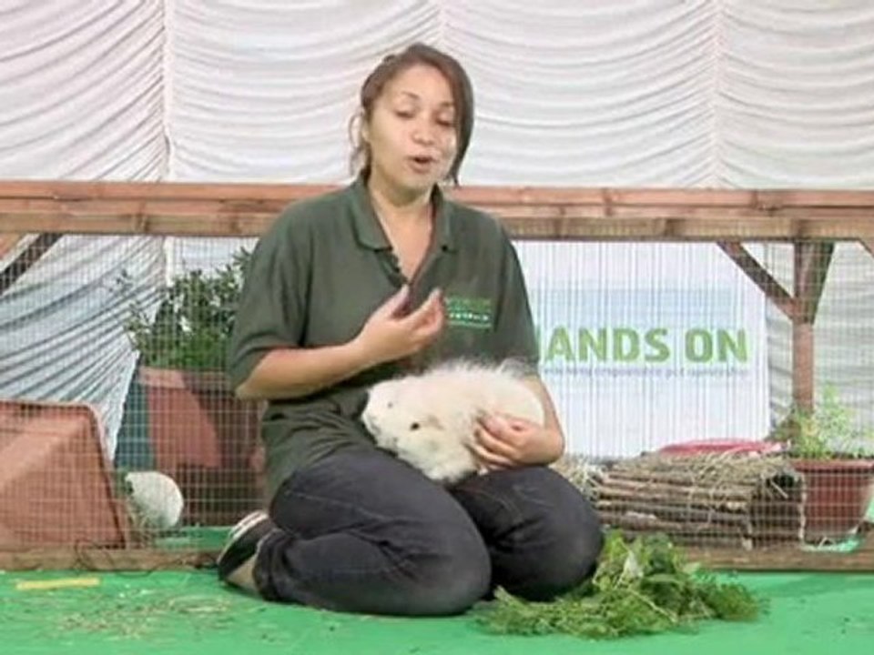 How To Recognize Guinea Pigs Sounds