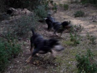 Basset Bleu: Dama Mas Gauthier+Fernet+Estrella Montbarbat.5