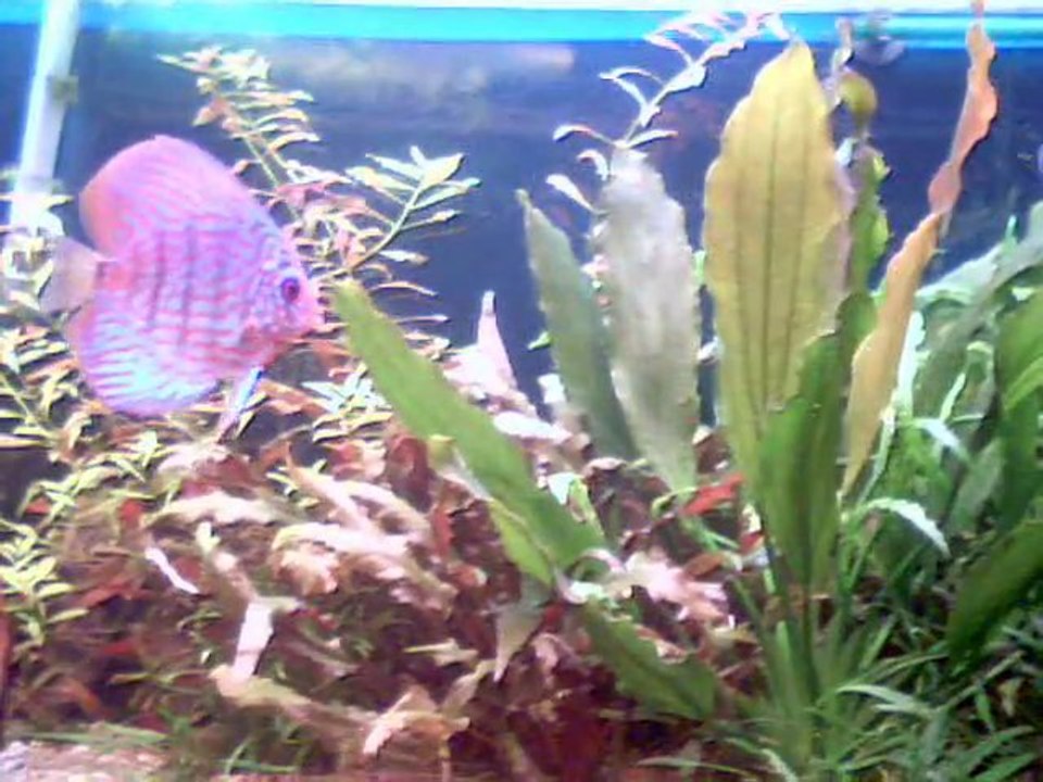 Mes discus