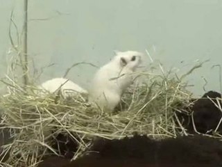 How To Find Gerbils For Sale