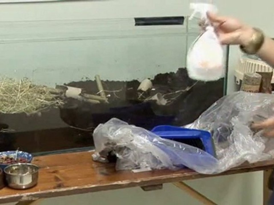 How To Clean Gerbils Cages