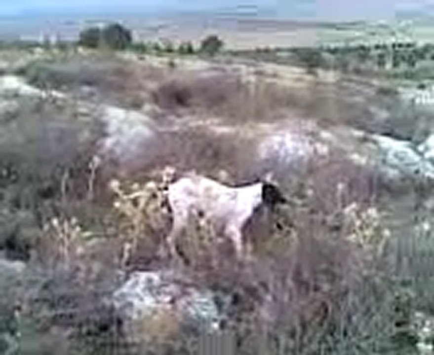 Video009