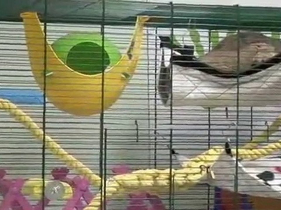 How To Choose Pet Rat Cages