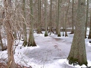 Winter at Stumpy Lake