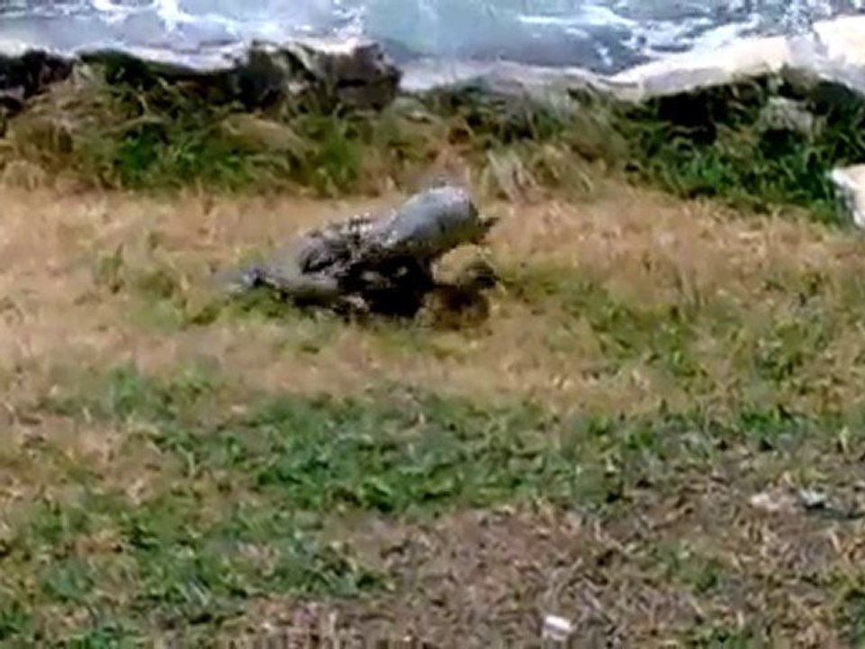 Iguana Triller Fighting like Brothers.