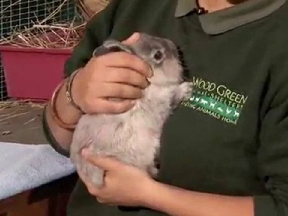 How To Hold A Rabbit