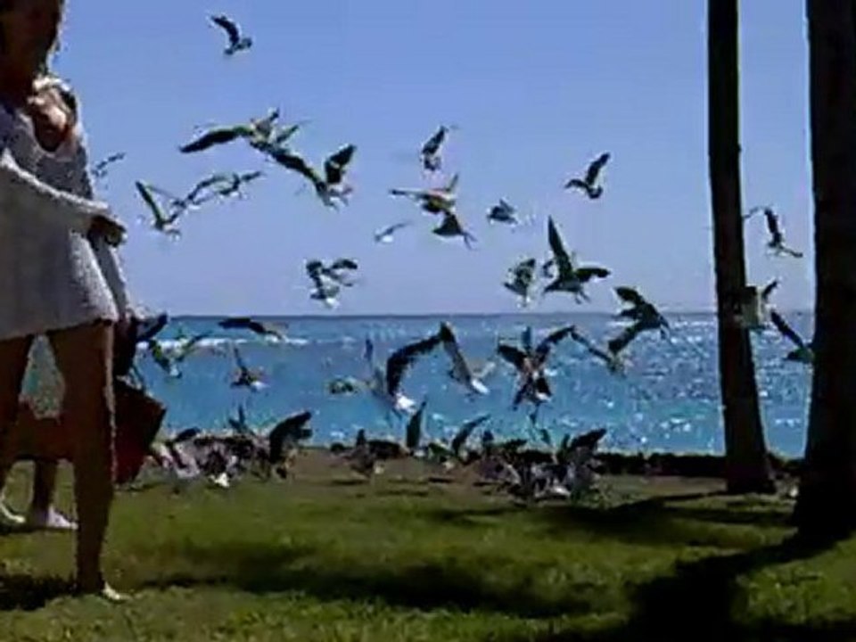 Alimentando a la Fauna de Club Med