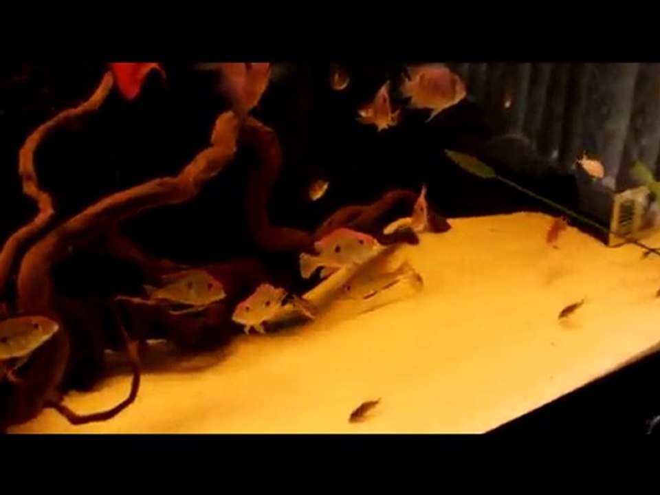 geophagus red head juvenil fight