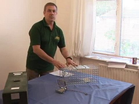 How To Get Rid Of Squirrels