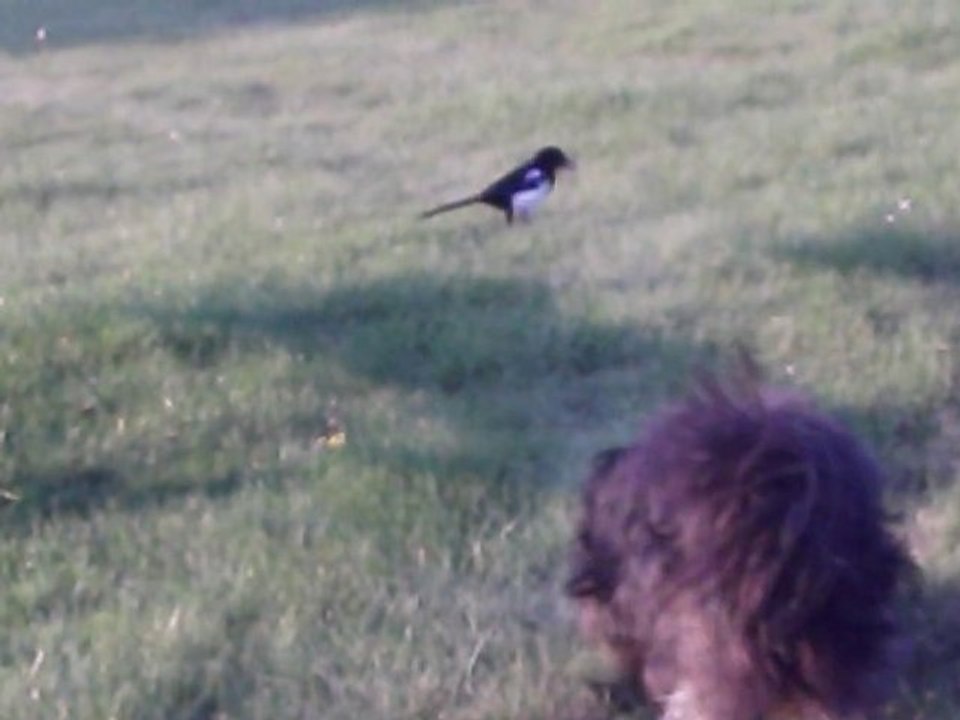 La pie et son copain le chien 5