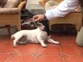 How To Teach Your Dog To Roll Over