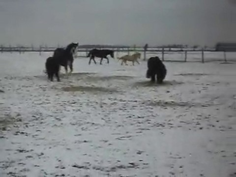 PONEYS POULAINS CHEVAUX: vacances de NOEL sous la neige!