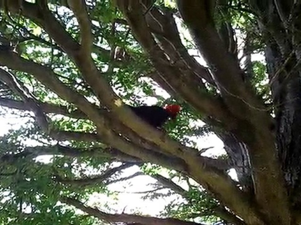 Woody Woodpecker!!