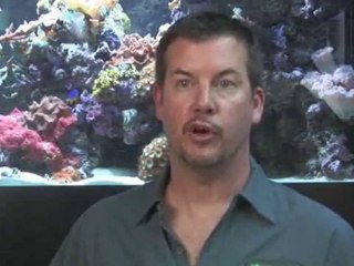 Fishkeeping: How To Treat Ick : What is 'ick' and how do I treat it?