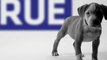 AMERICAN BULLY KENNEL ARGENTINA APBT BLUE NOSE