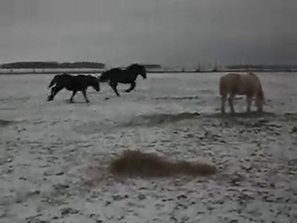 PONEY-CLUB: vacances de NOËL!! 1) SDC14630