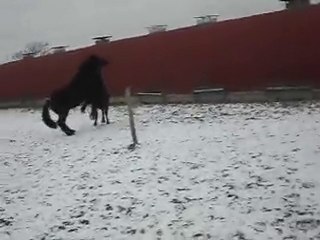 PONEY-CLUB: vacances de NOËL! 2) SDC14629