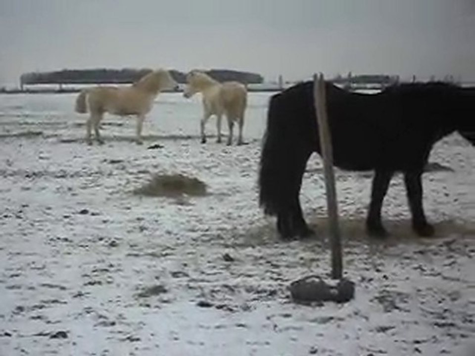 PONEYS POULAINS  vacances de NOËL! 6)