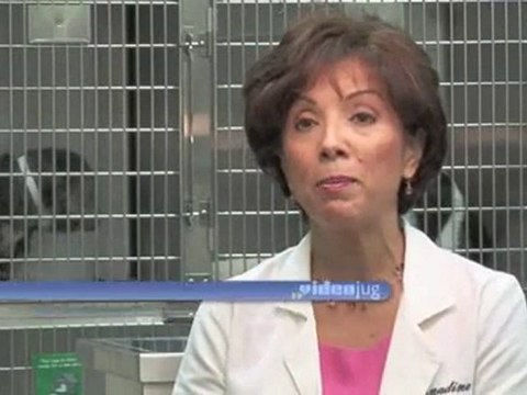 How To Get Rid Of Your Dog's Fleas : How do I get rid of my dog's fleas?