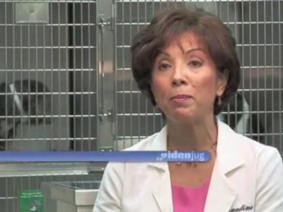 How To Get Rid Of Your Dog's Fleas : How do I get rid of my dog's fleas?