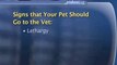 How To Know If Your Dog Needs To See A Vet : What are the warning signs that my dog needs to see a vet?