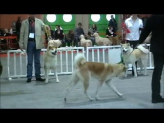 expo de Nantes 12.12.2010 (2)