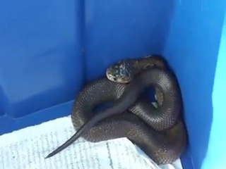 Cobra monocle "Naja kaouthia het.axanthic"