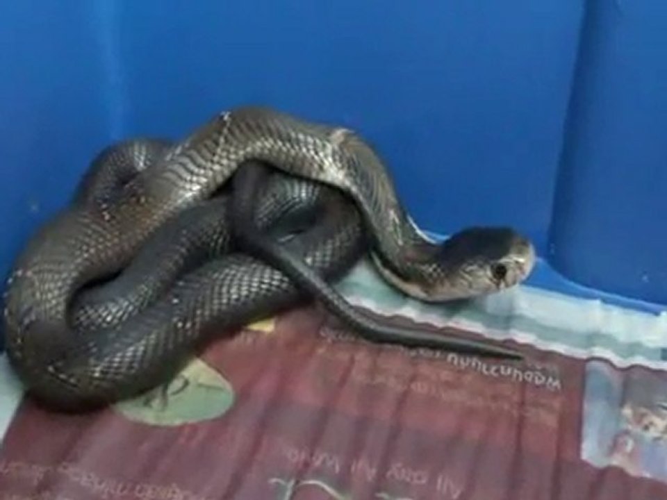 Cobra monocle femelle "Naja kaouthia het.axanthic"
