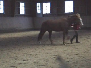 natural horsemanship mit franky weihnachten 2010