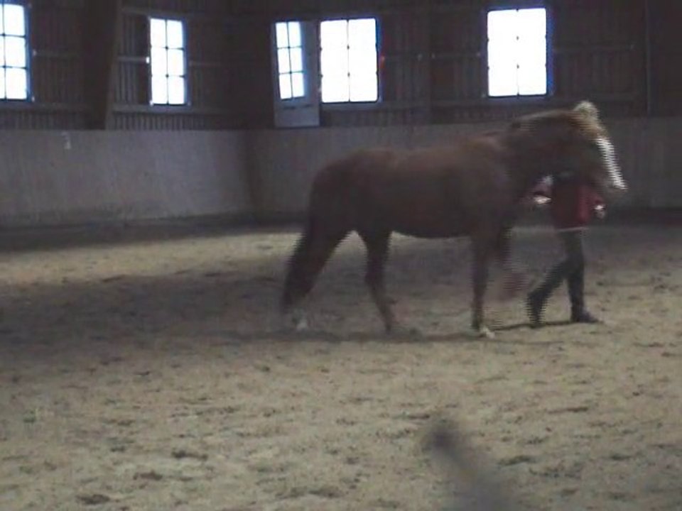 natural horsemanship mit franky weihnachten 2010