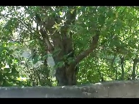 PİRİ KÖYÜ SAYDAŞ MAHALLESİ