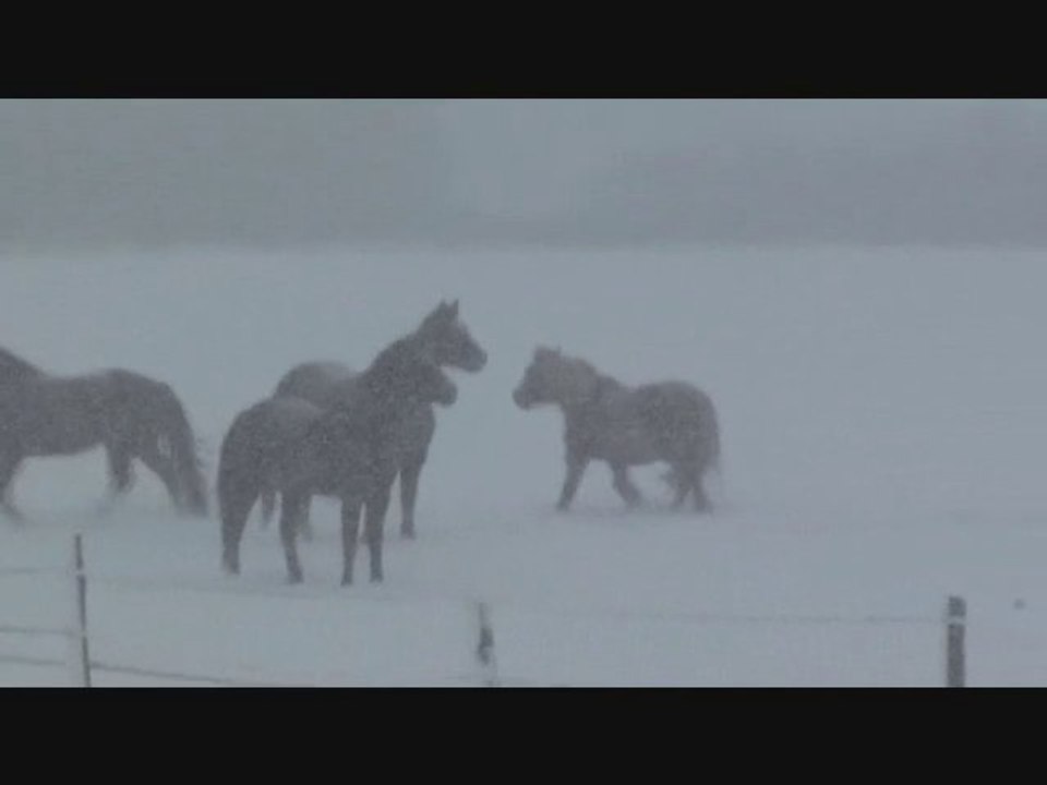 chevaux dans la neige en Normandie