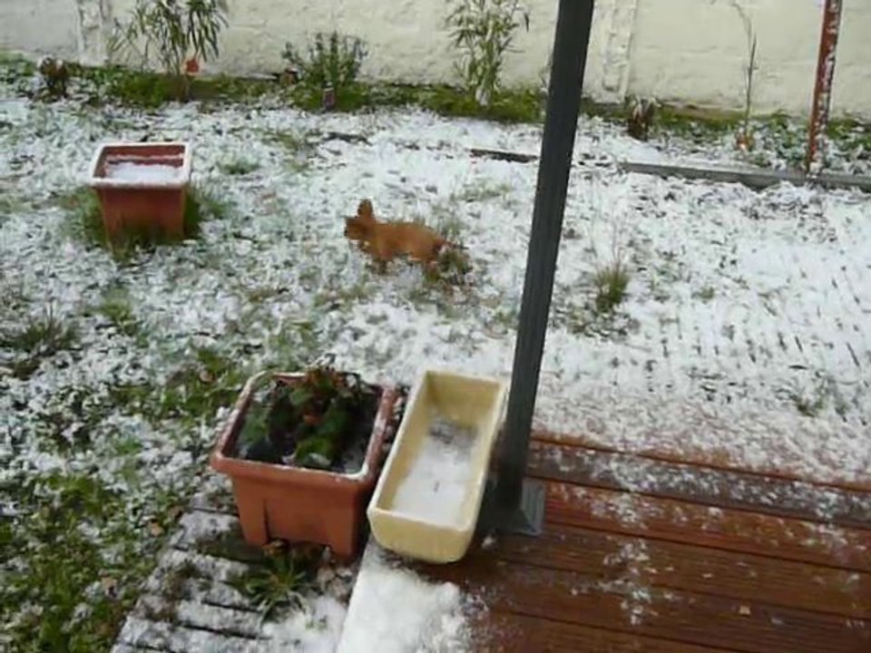 FCKC 2 mois : premiere sortie sous la neige. Folie !