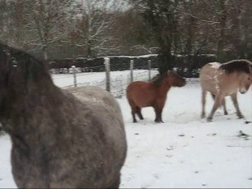 Mes poneys