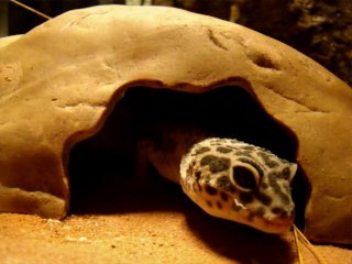 Mue du gecko léopard