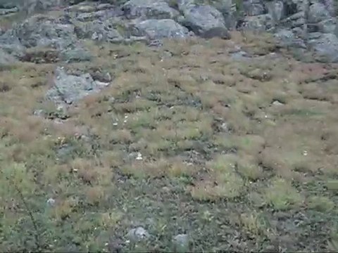 Gümüşhane ili, Torul ilçesi,Demirkapı Köyü, Gözgören Mahallesi Mezeresi