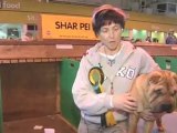 Dog Breeds: Shar Pei