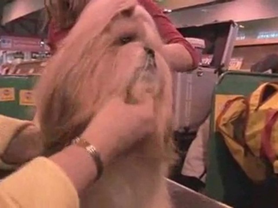 Dog Breeds: Shih Tzu