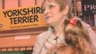Dog Breeds: Yorkshire Terrier