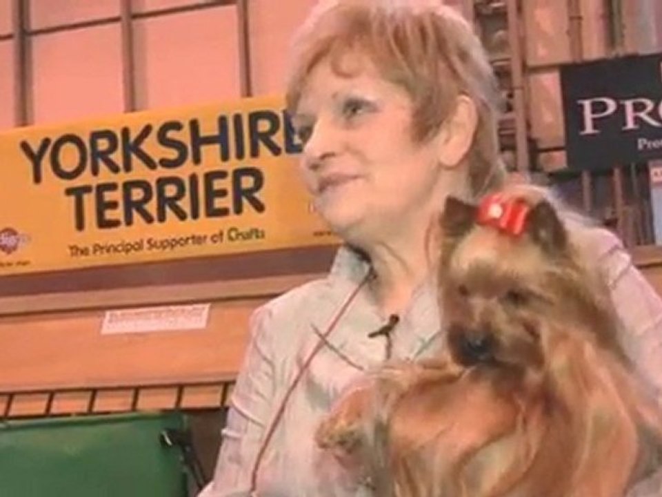 Dog Breeds: Yorkshire Terrier