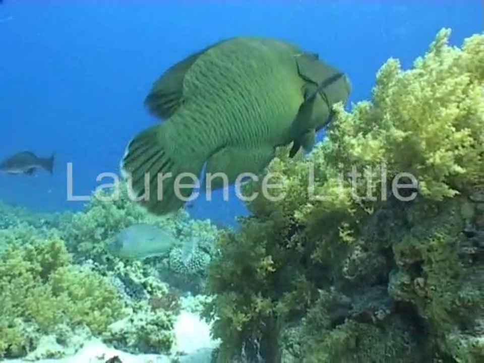 poisson napoleon