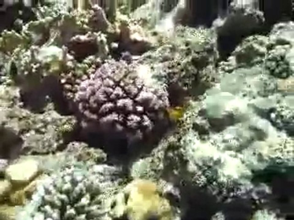 poissons exotiques - Google Vidéos2