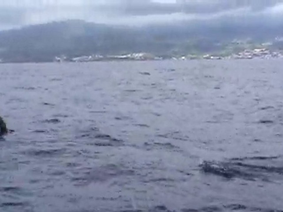 Les dauphins