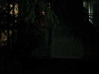 Le bruit des grenouilles et criquets en Guadeloupe