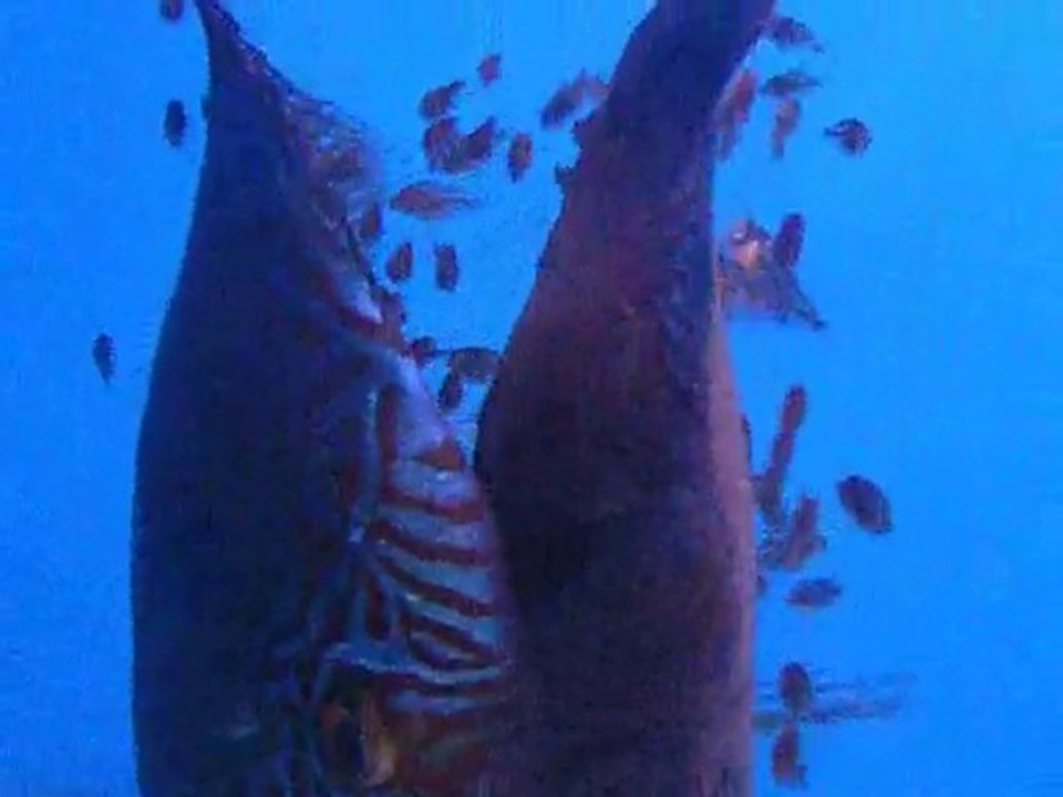 hakan yüksel discus