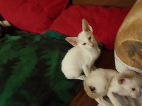 mes chatons siamois et orientaux