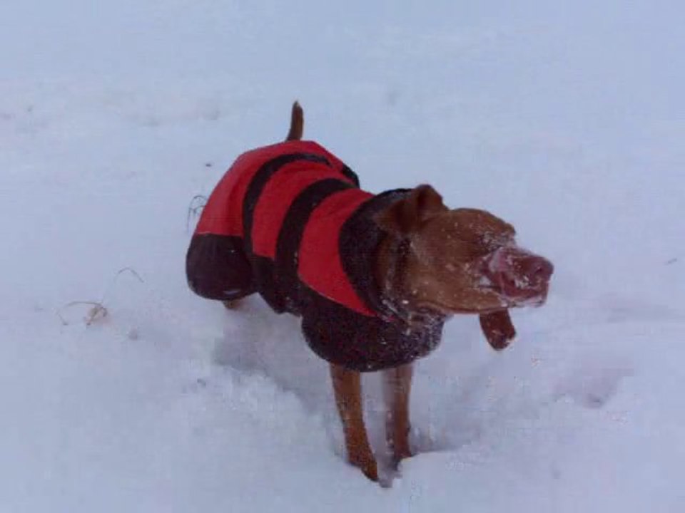 Kackifrau auch im Schnee :o)